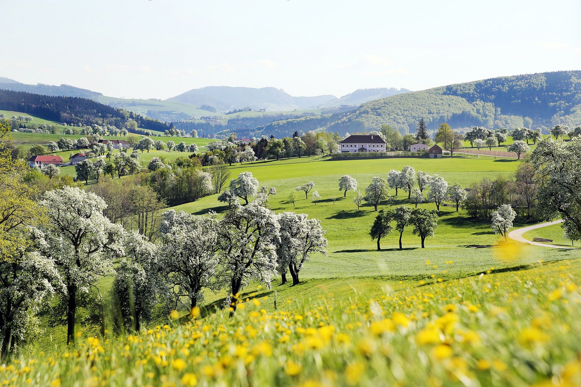 Mostviertler Birnbaumblüte