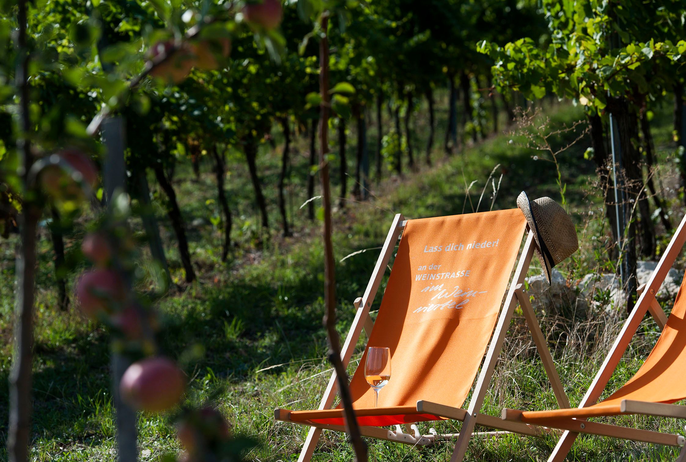 Zwei Liegestühle in einem Weingarten, einer mit einem Strohhut und einem Glas Wein darauf.
