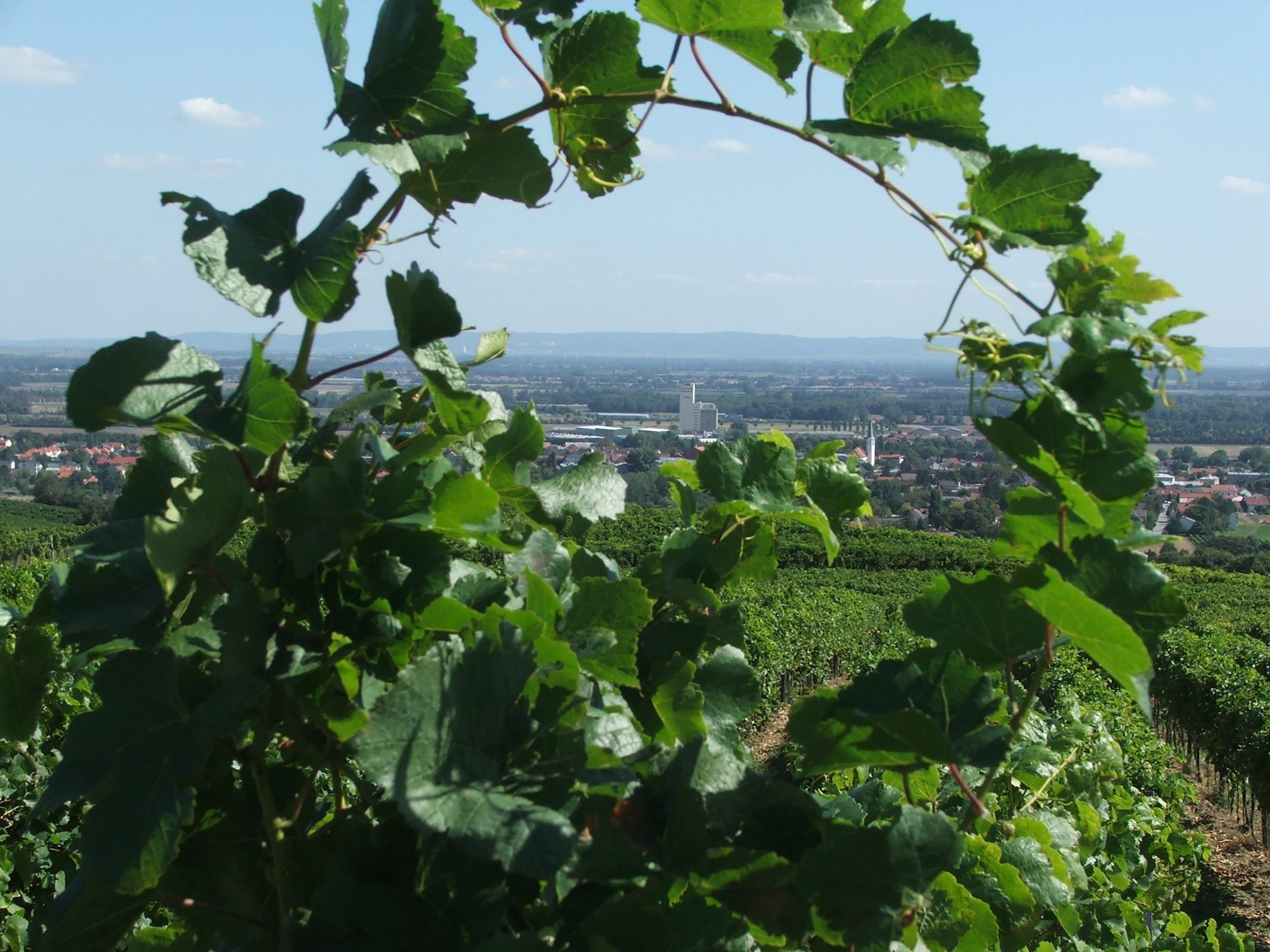 Blick durch Weinreben auf Guntramsdorf mit Landschaft im Hintergrund.