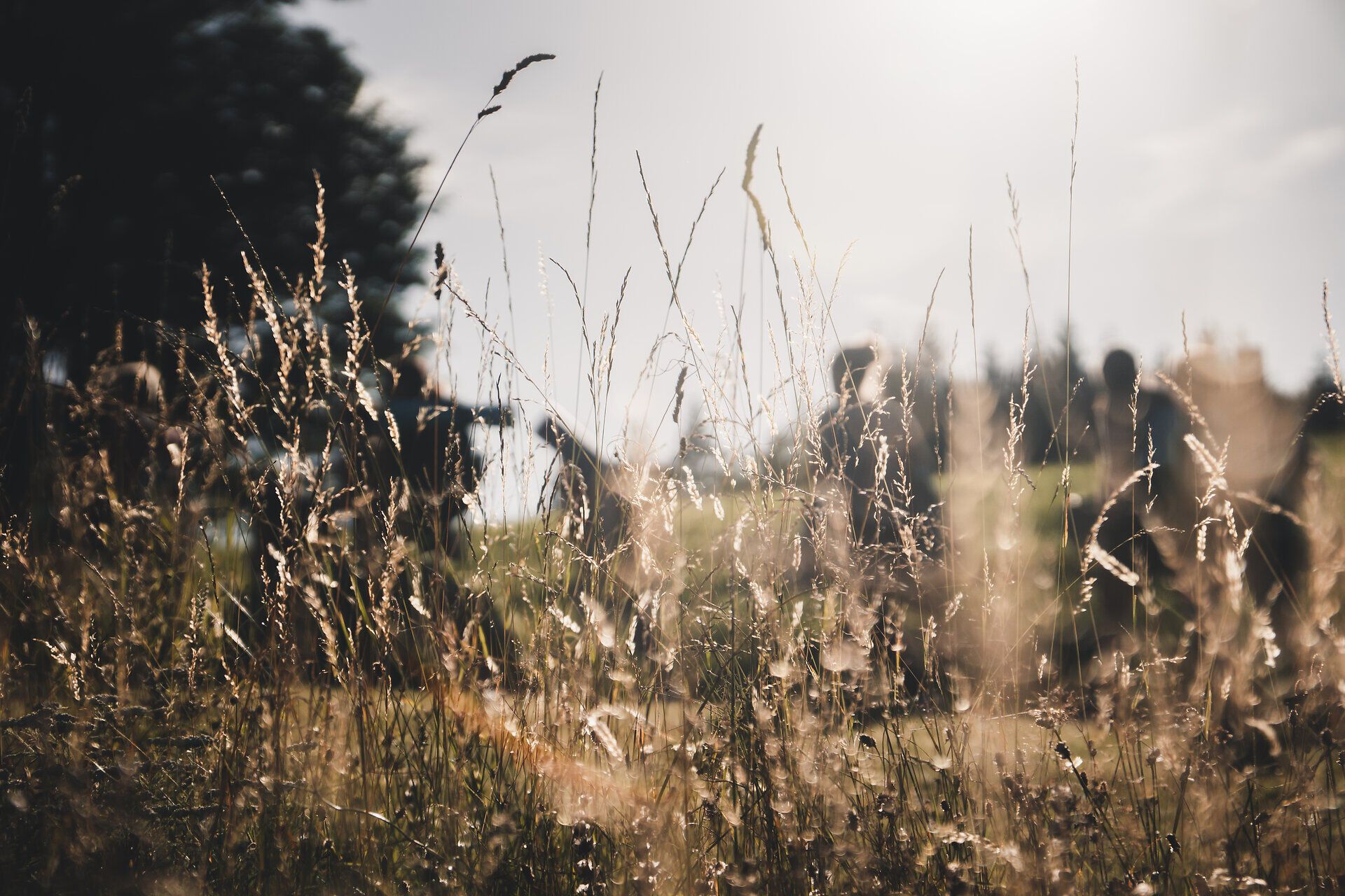 Sanfte Gräser wiegen sich im warmen Licht der Sonne, während die frische Bergluft die Sinne belebt. In der Ferne sind die Silhouetten von Menschen zu erkennen, die in harmonischer Bewegung die Ruhe der Natur genießen. Ein Ort, der zum Entspannen und zur inneren Einkehr einlädt.
