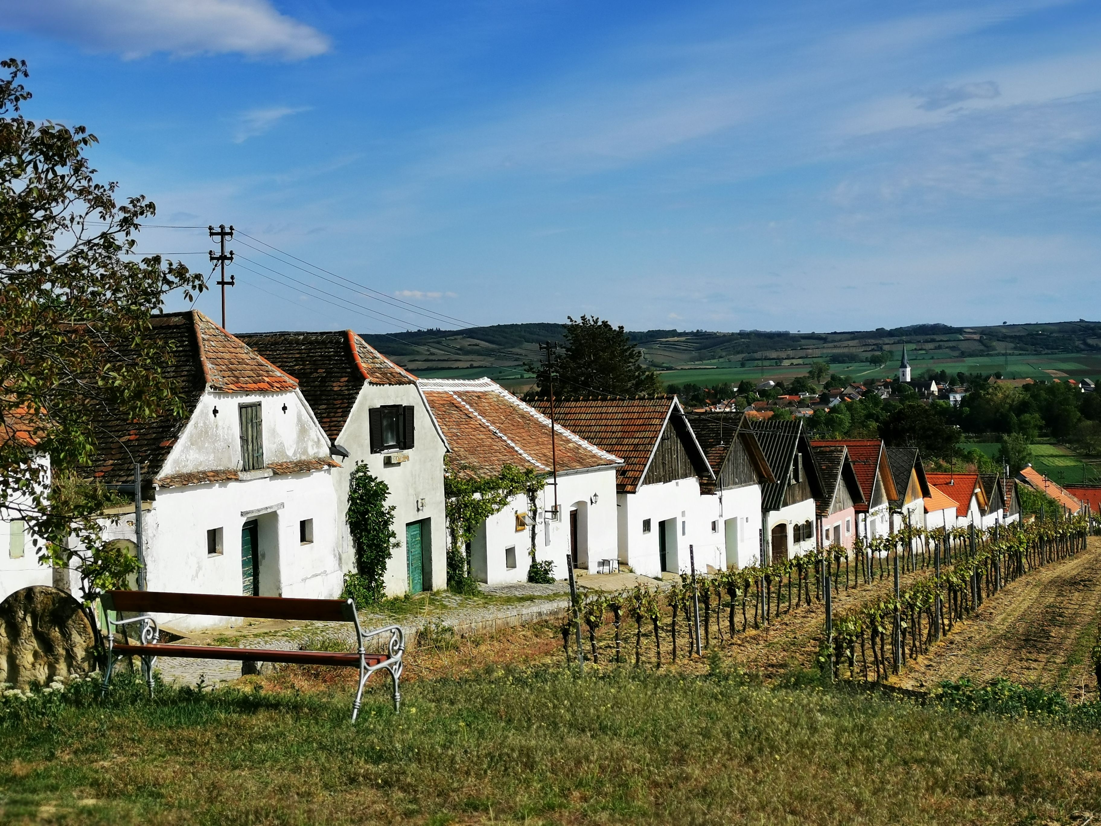 Reihe von Weinkellern in Haugsdorf mit Weinreben im Vordergrund und Dorf im Hintergrund.