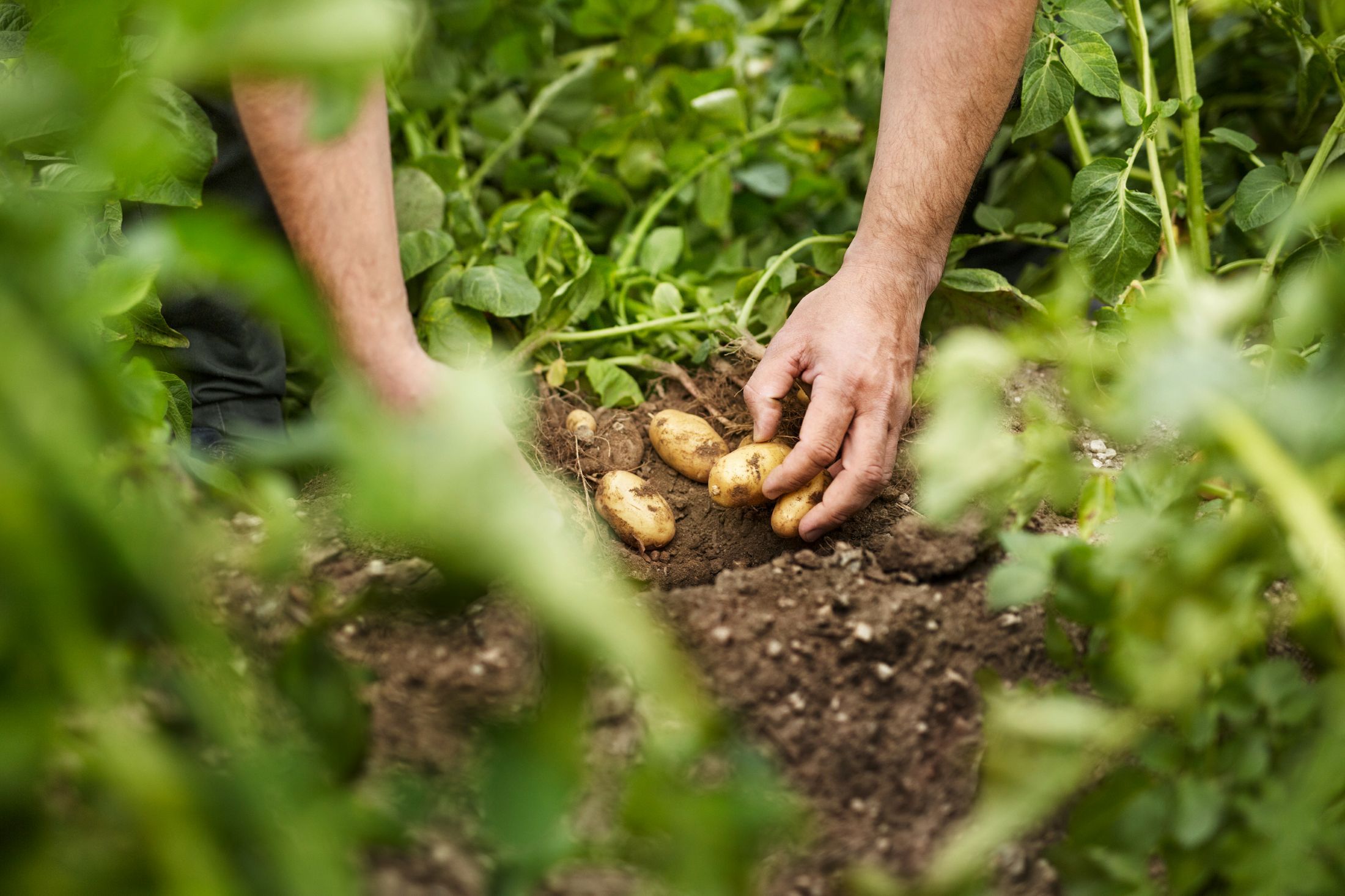 Hände ernten Erdäpfel aus der Erde zwischen grünen Pflanzen.