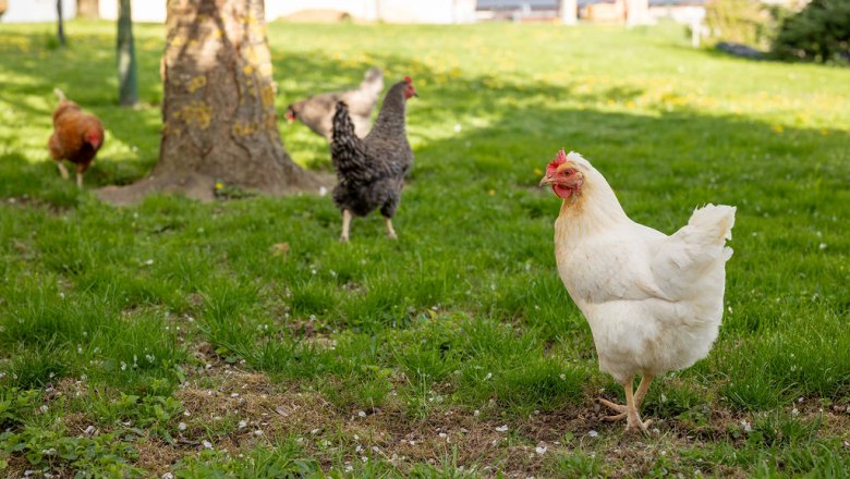 H&uuml;hner, &copy; ReiWaSchHOF