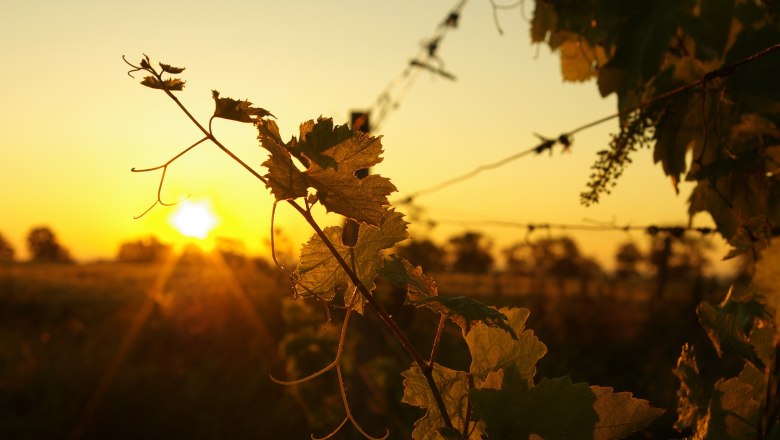 Weinreben im Sonnenuntergang auf einem Weingut.