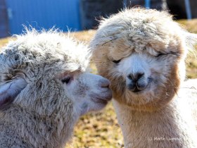 Alpaka, &copy; Martin Lugmayr, waldsoft