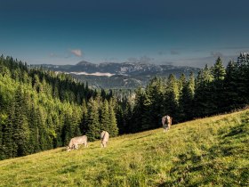 Aussicht von der Kranichberger Schwaig, © Wiener Alpen in Niederösterreich - Wechsel