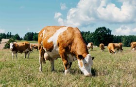 Unsere Bio-Kühe genießen das Gras auf der Weide., © Biohof Hammerschmidt