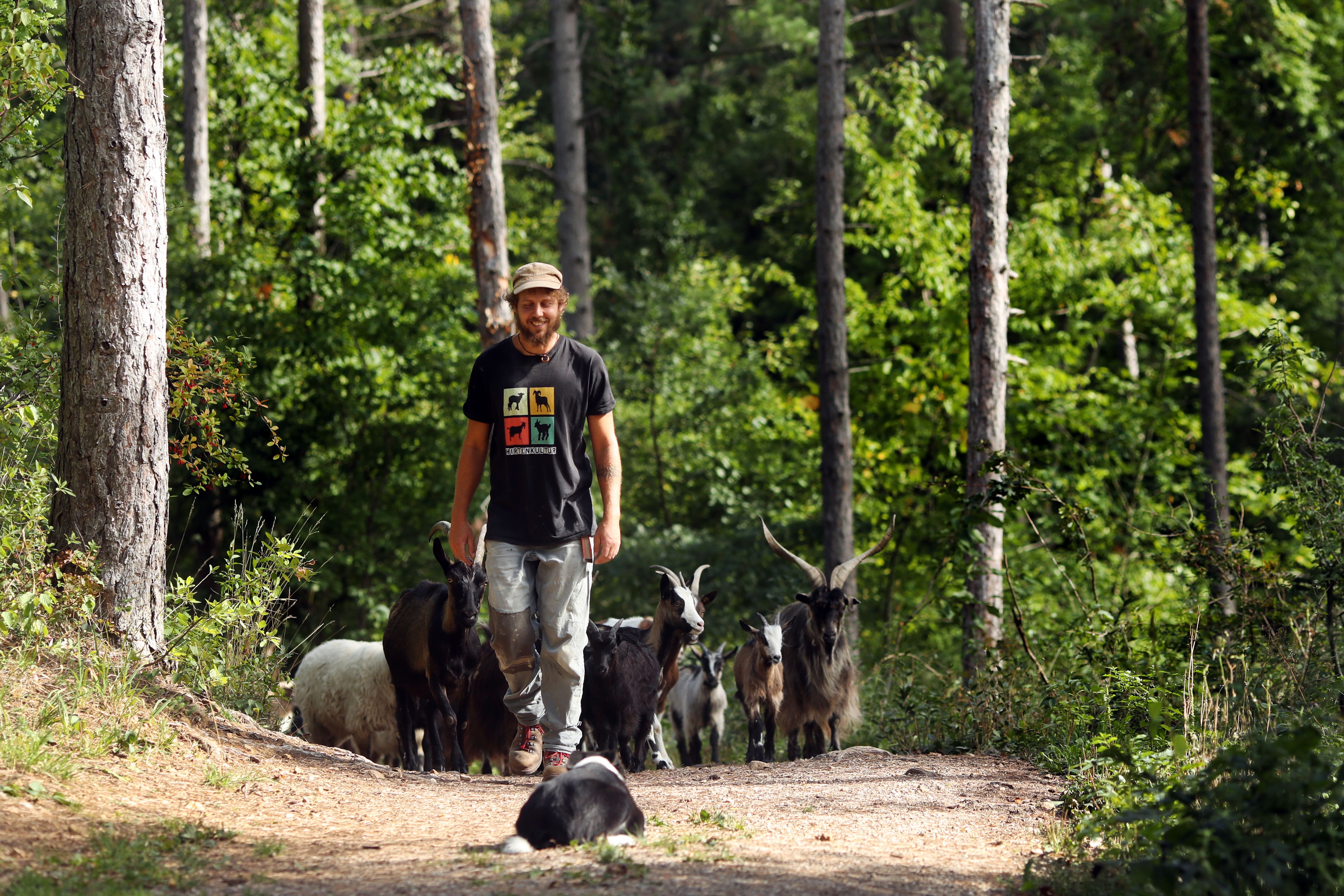 Ein Mann führt eine Ziegenherde durch einen Waldweg, begleitet von einem Hund im Vordergrund.