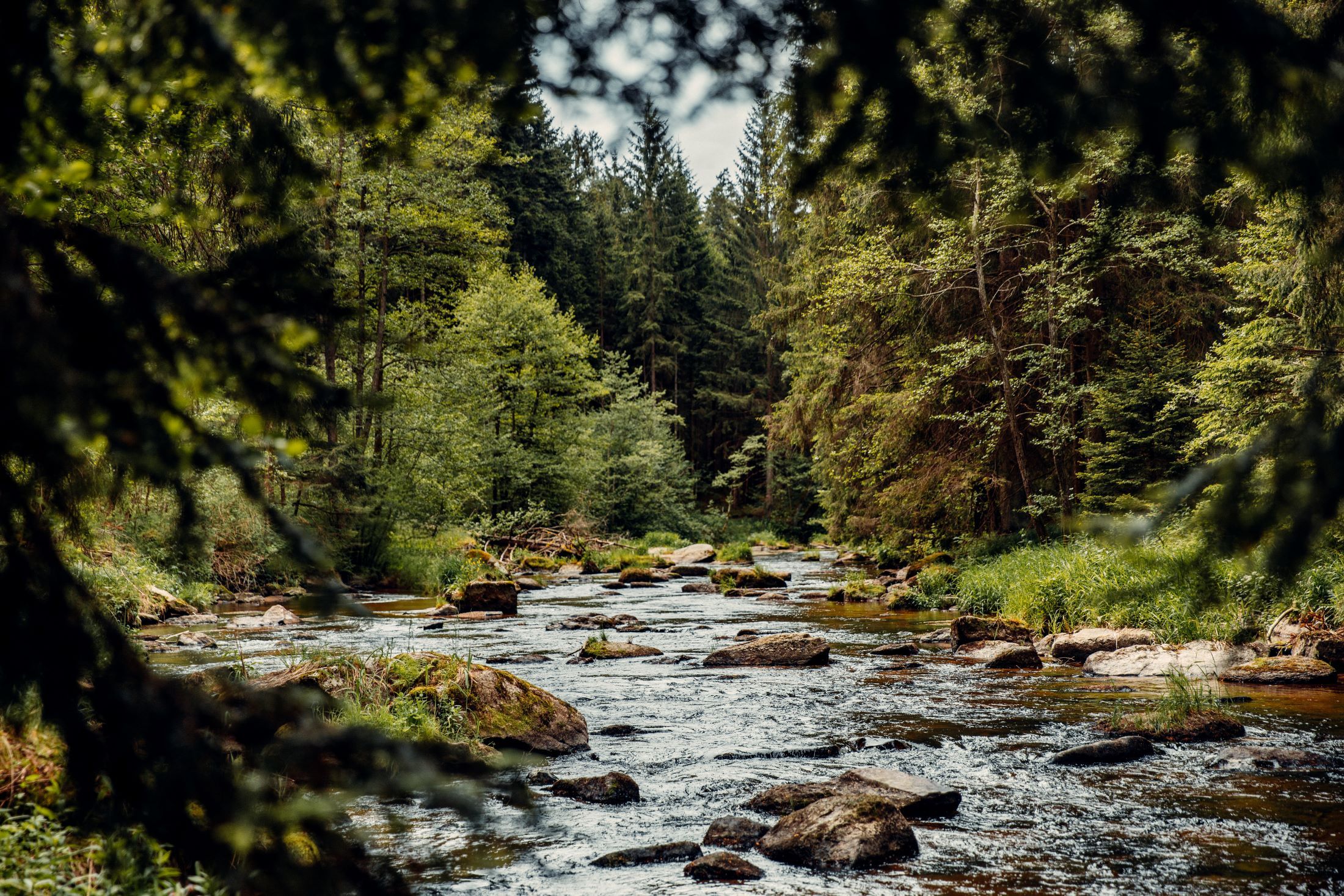 Ein Fluss fließt durch einen dichten Wald mit grünen Bäumen und Felsen im Wasser.