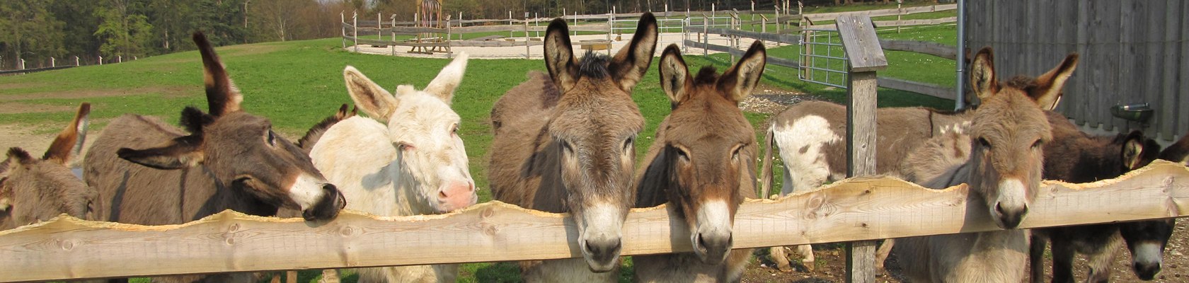 Echt tierisch, © Anita Brunner