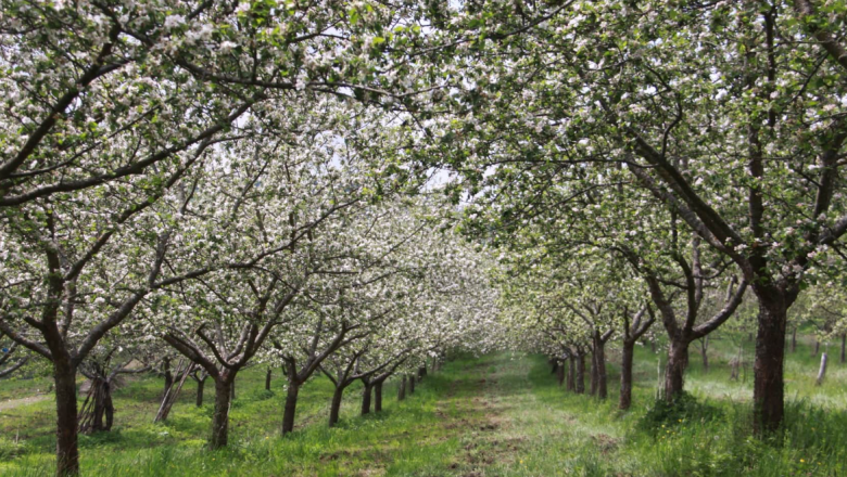Ab Hof Verkauf Familie Ertl, &copy; Familie Ertl