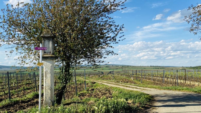 Weinberglandschaft mit Wegweiser und Baum im Weinviertel, &Ouml;sterreich.
