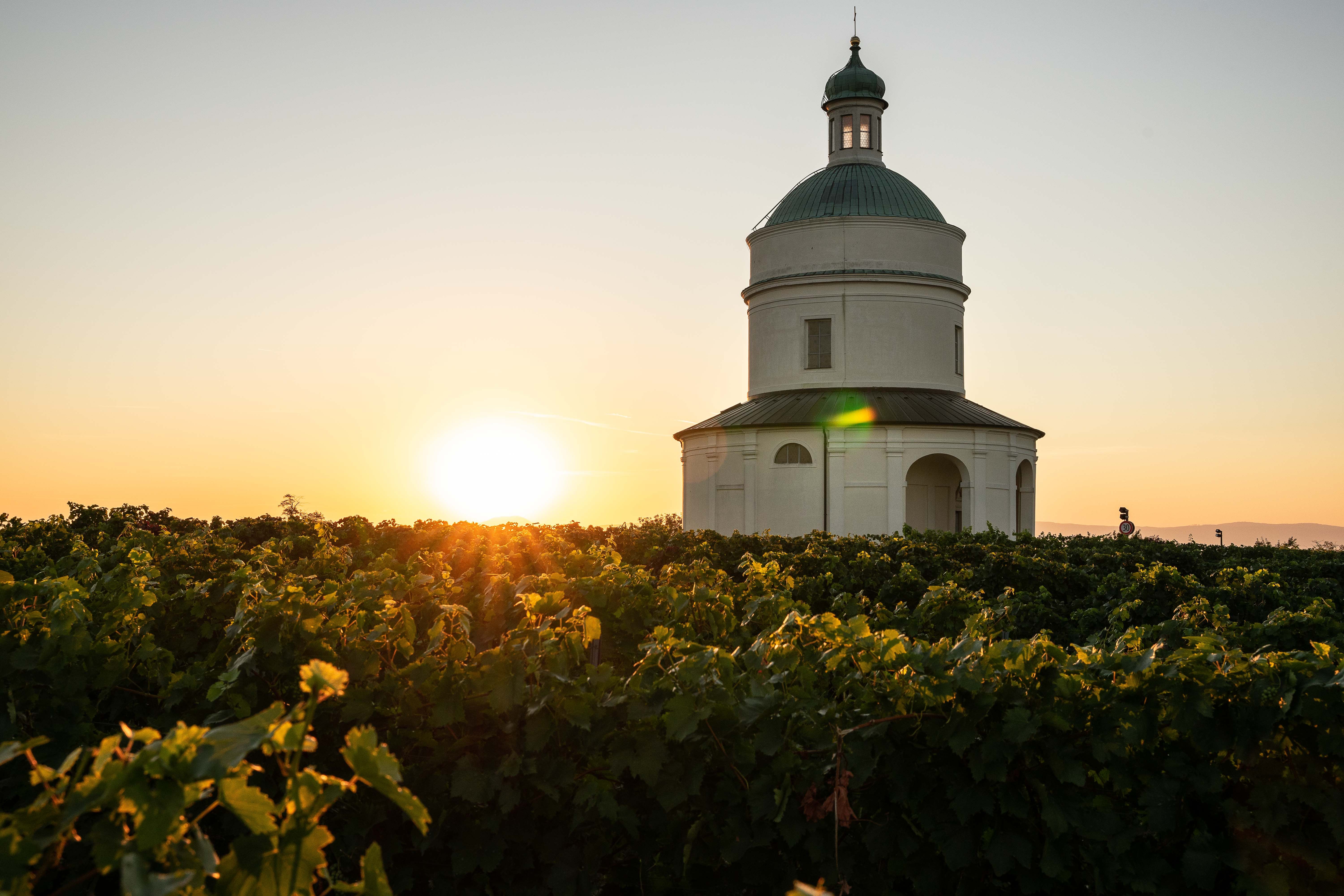 Eine weiße Kapelle steht inmitten eines Weinbergs bei Sonnenuntergang.