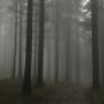 Mystische Wälder des Waldviertels, © U.E.