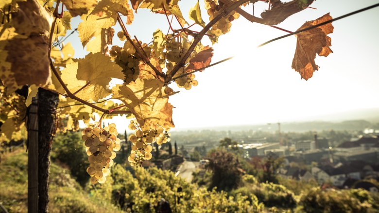 Im Weingarten, © Ideenladen Krems