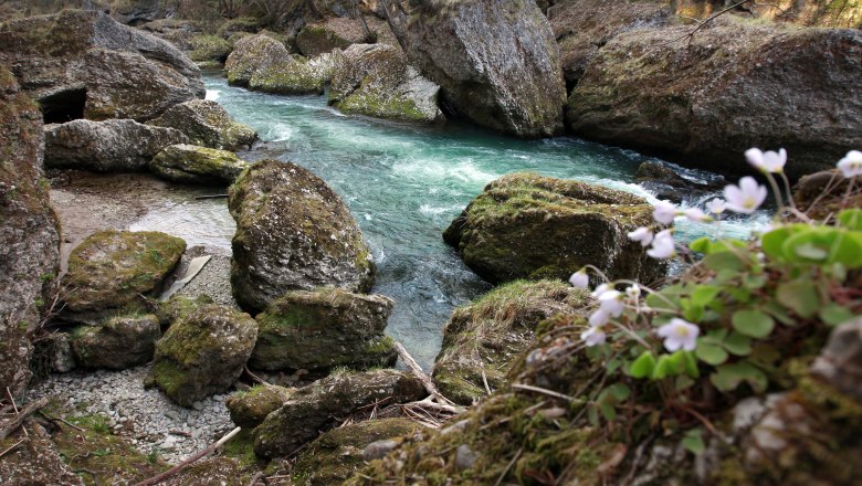 Ein klarer Fluss fließt durch eine felsige Schlucht mit Moos bedeckten Steinen und blühenden Blumen im Vordergrund.