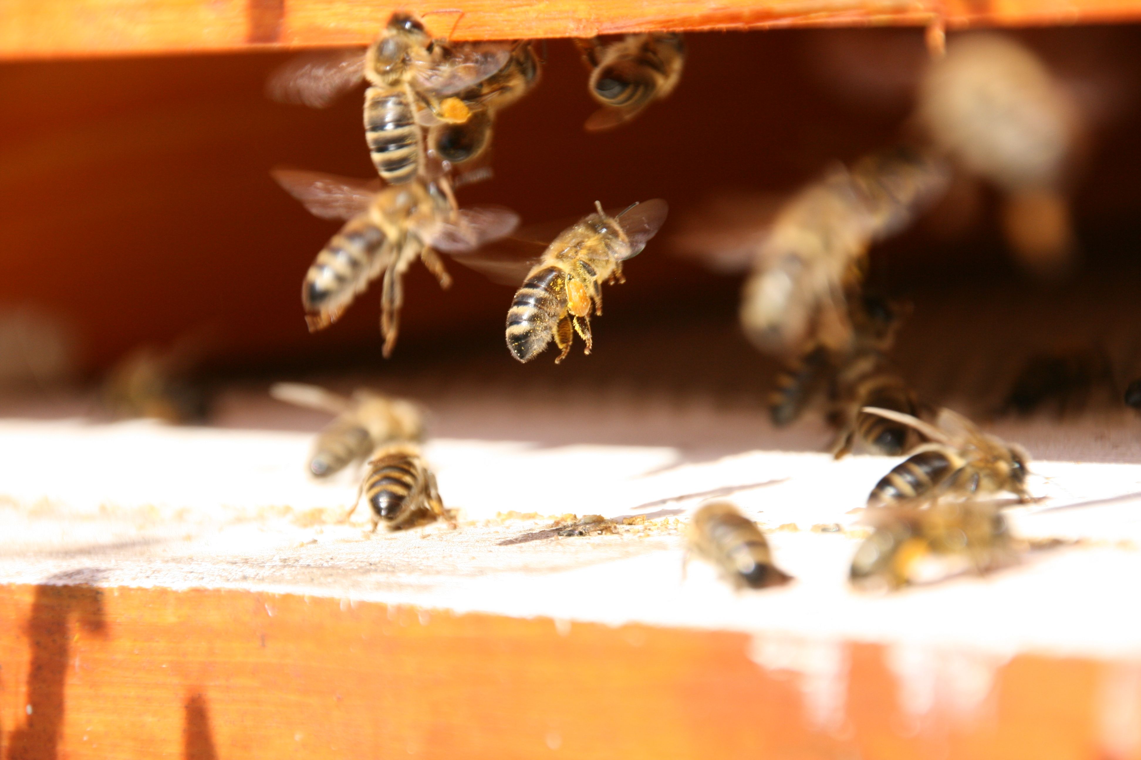 Nahaufnahme von Bienen, die in einen Bienenstock ein- und ausfliegen.