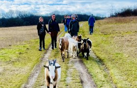 Menschen spazieren mit Ziegen auf einem Feldweg.