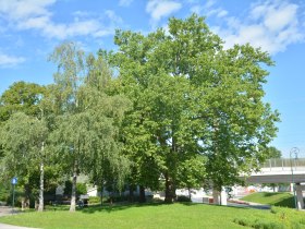 Ahornblattrige Platane, © Donau Niederösterreich - Kamptal-Wagram-Tullner Donauraum