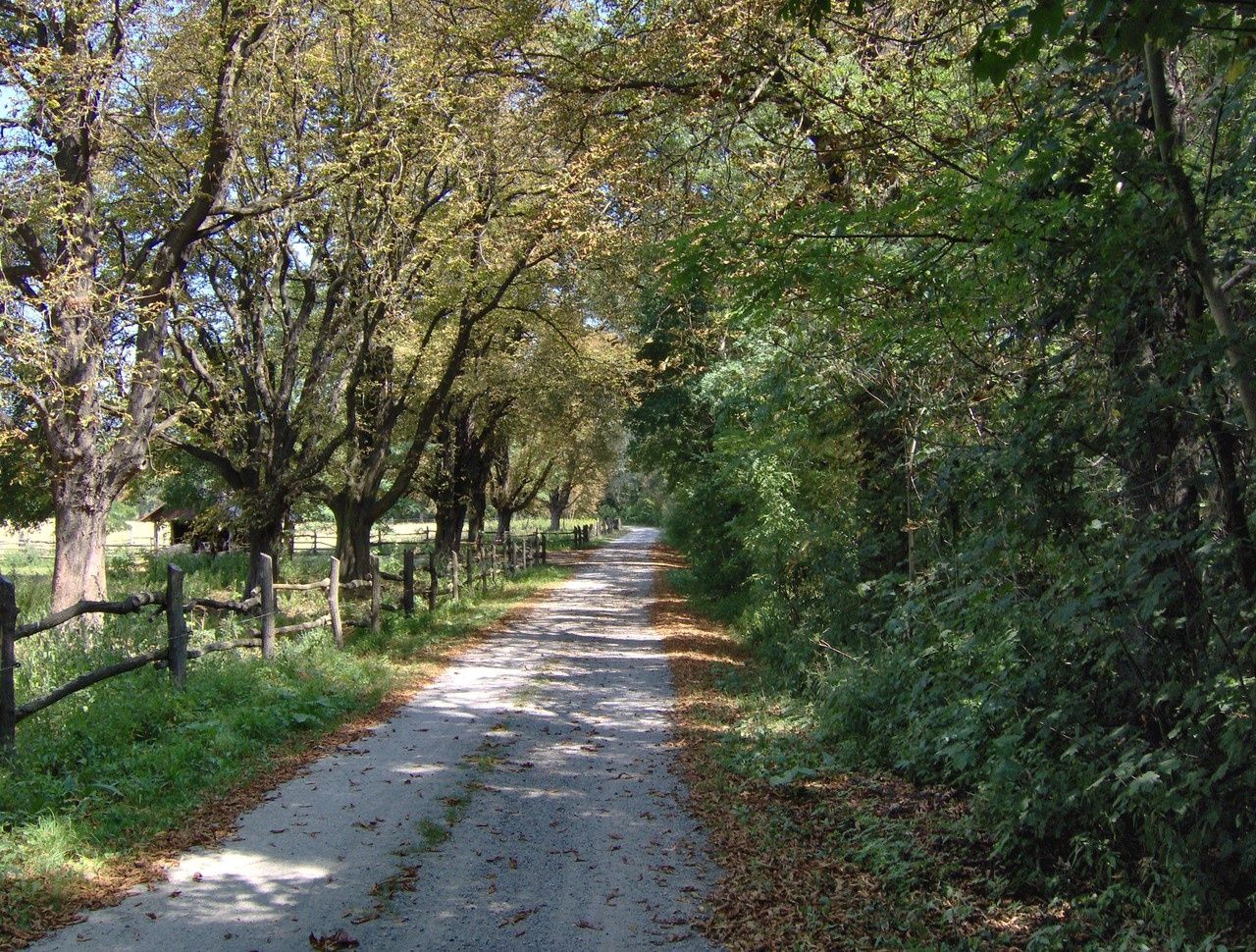 Ortsspaziergang Eckartsau, Weg durch den Au-Wald