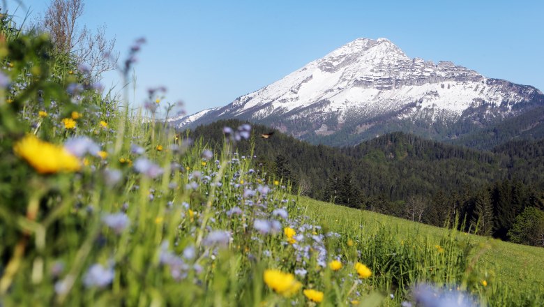 Berg Ötscher mit schneebedecktem Gipfel, umgeben von Wäldern und einer Blumenwiese im Vordergrund.