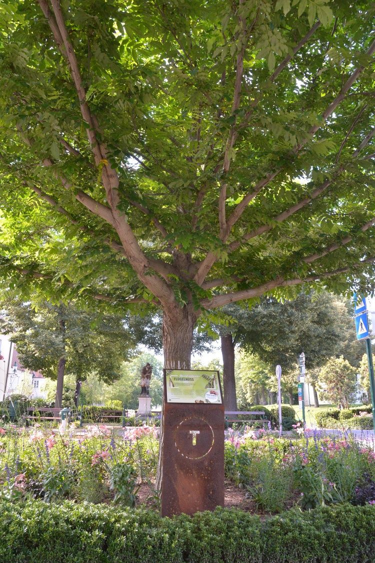 Flügelnuss