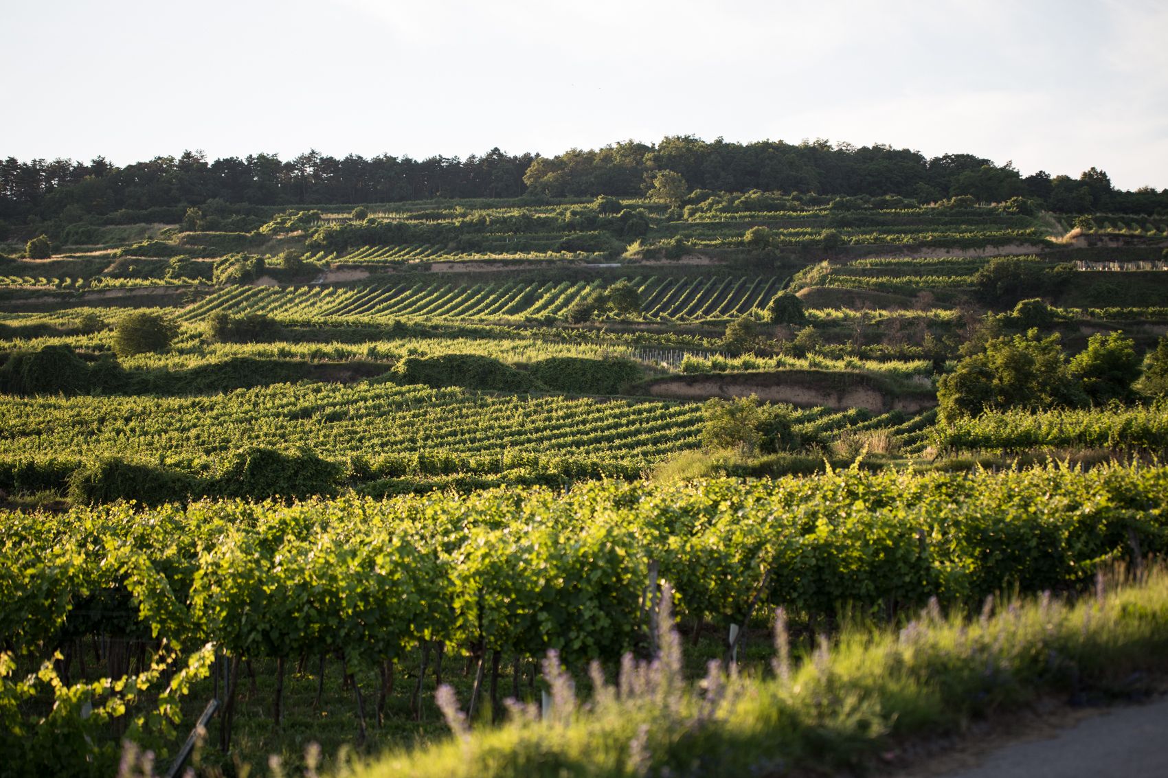 Weingut Eder