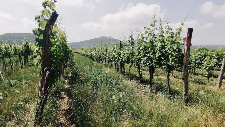 Weingarten vor G&ouml;ttweig, &copy; Weingut M&uuml;ller-Grossmann