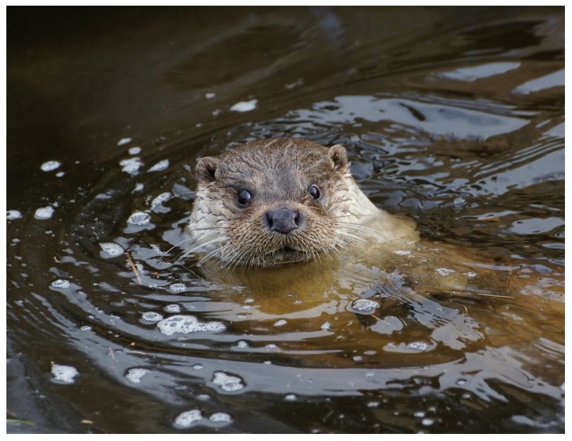 Ein Fischotter schwimmt im Wasser, nur der Kopf ist sichtbar.