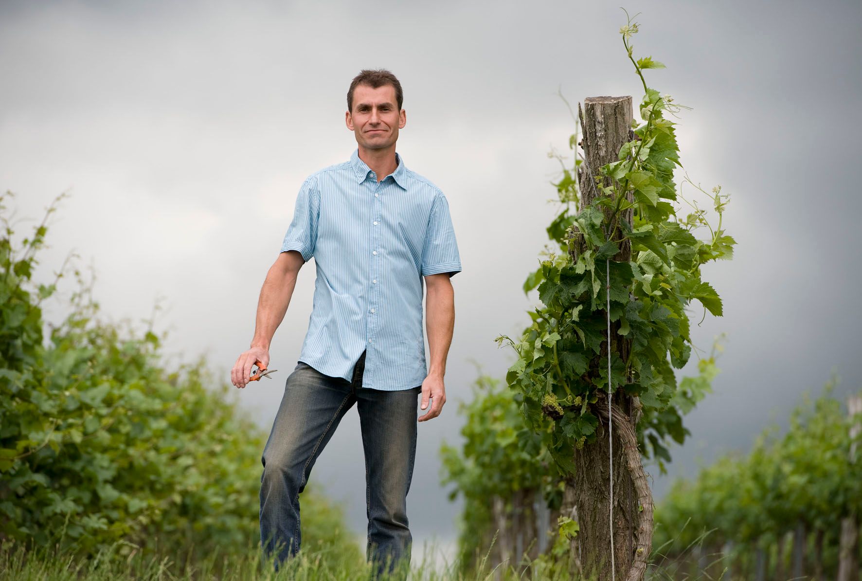 Ein Mann steht in einem Weinberg mit einer Rebschere in der Hand.