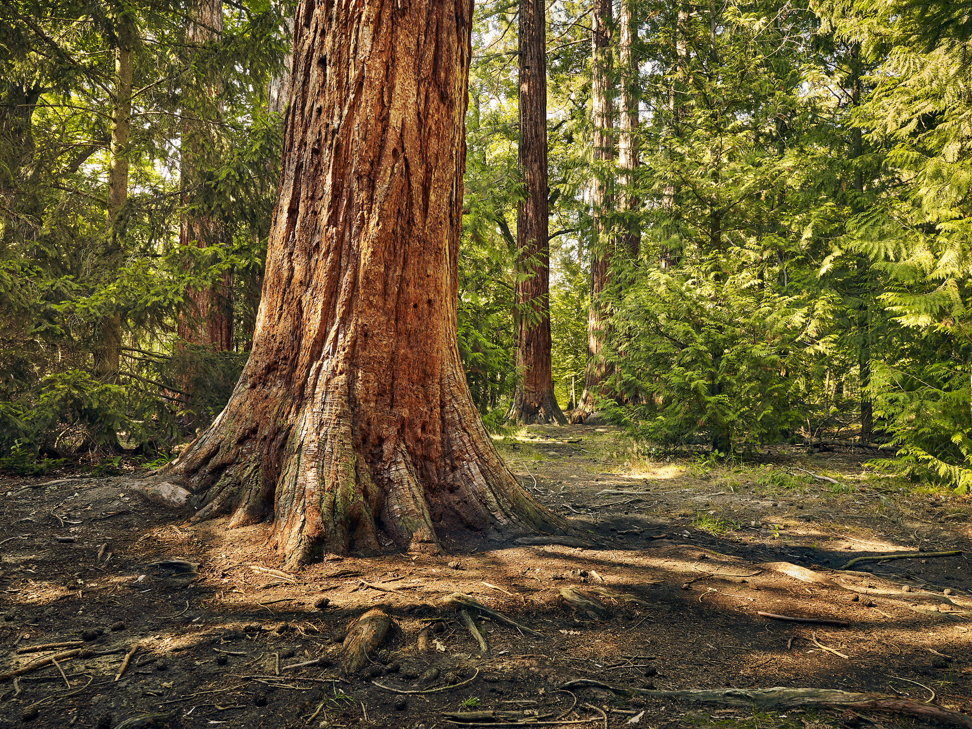 Im Dunkelsteinerwald erheben sich majestätische Mammutbäume, deren beeindruckende Stämme von der Zeit erzählen. Das sanfte Licht, das durch das dichte Blätterdach dringt, schafft eine friedliche Atmosphäre, die zum Verweilen einlädt. Hier, umgeben von der unberührten Natur, spürt man die Kraft und Ruhe des Waldes.