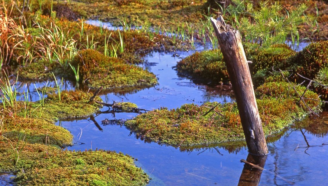 Hochmoor im Naturpark Heidenreichsteiner Moor
