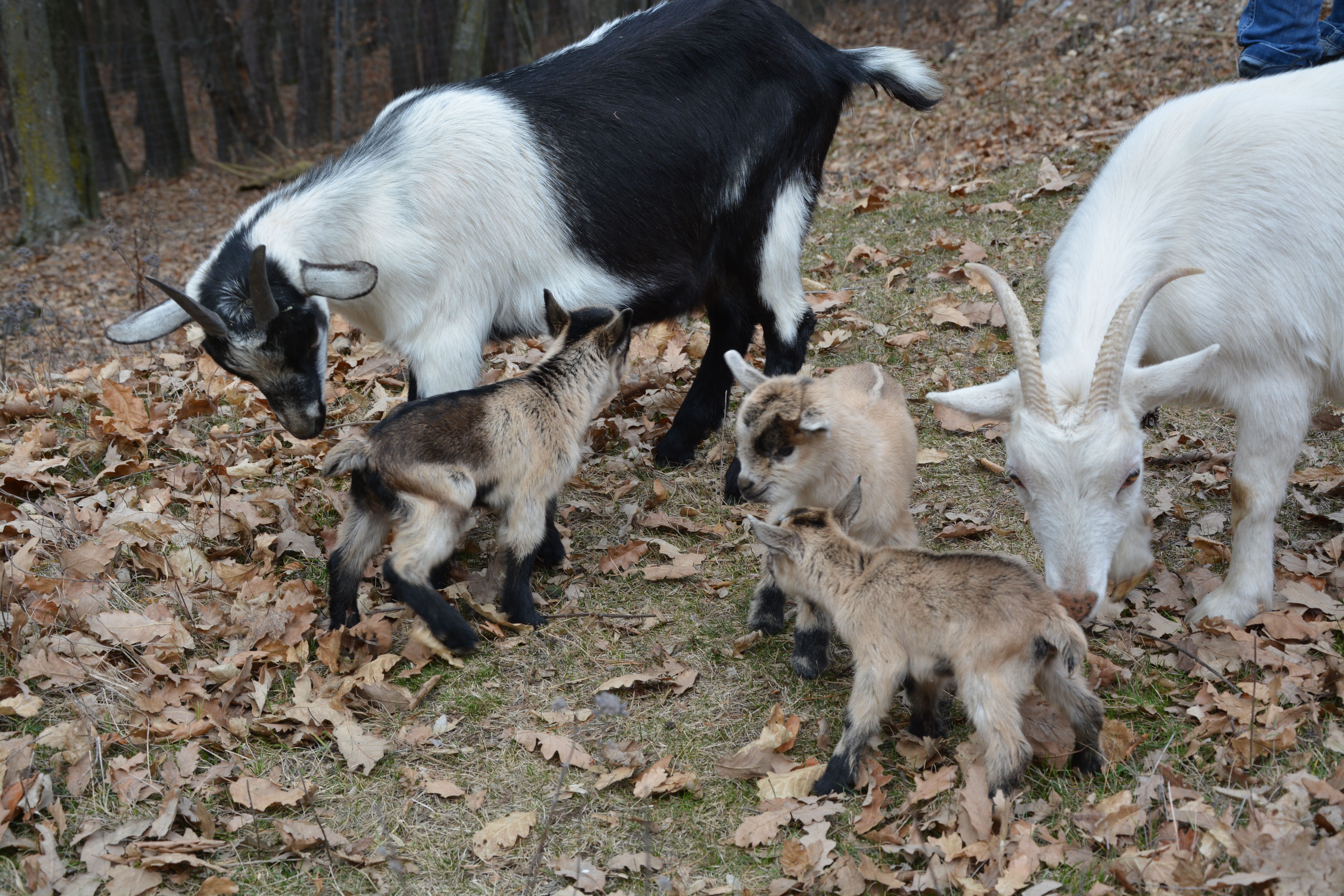 Ziegen und Zicklein im Laub im Keltendorf Schwarzenbach.