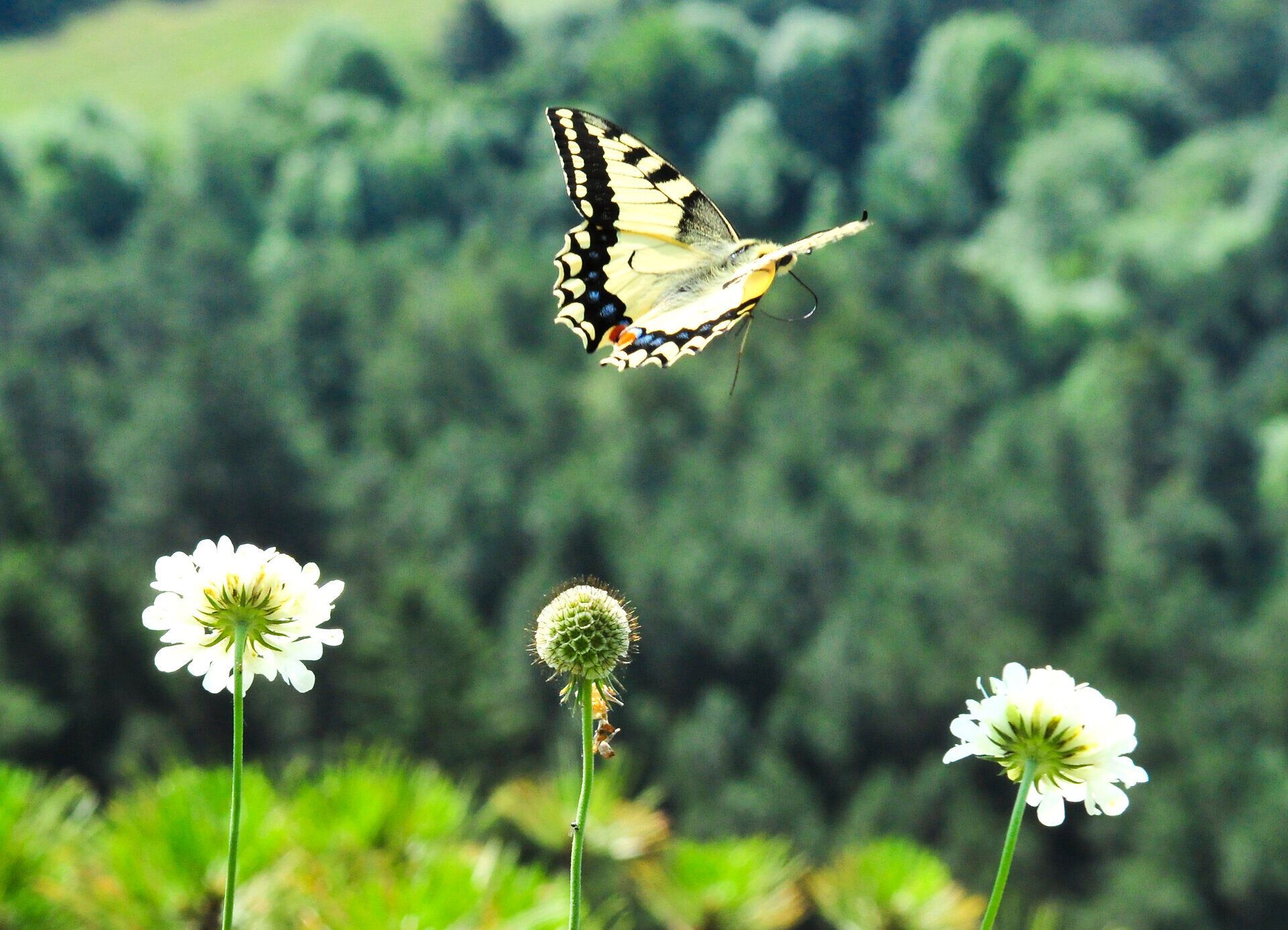 Ein Schmetterling fliegt über weiße Blüten vor einem unscharfen Waldhintergrund.