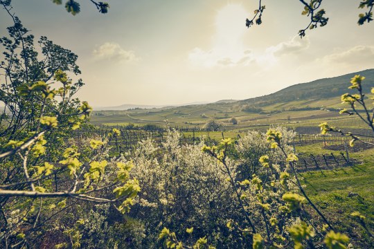 die acht Weinbaugebiete laden zum vinophilen Verkosten. Thermenregion Wienerwald, © Niederösterreich Werbung/Andreas Hofer