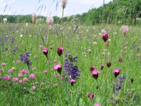 Wiese Orth/Donau, © Donau Niederösterreich - Römerland Carnuntum-Marchfeld