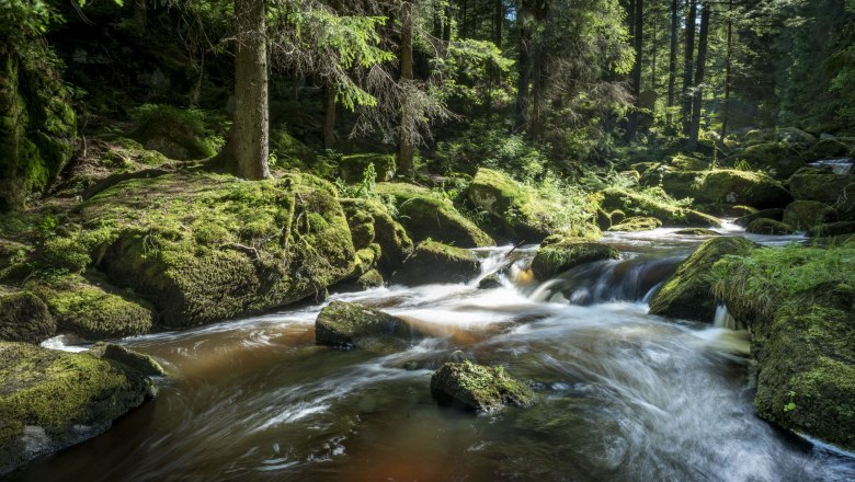 Ein klarer Bach flie&szlig;t durch einen moosbedeckten Wald mit Sonnenlicht, das durch die B&auml;ume scheint.