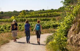 Wandern durch die Weing&auml;rten, &copy; Wachau-Nibelungengau-Kremstal