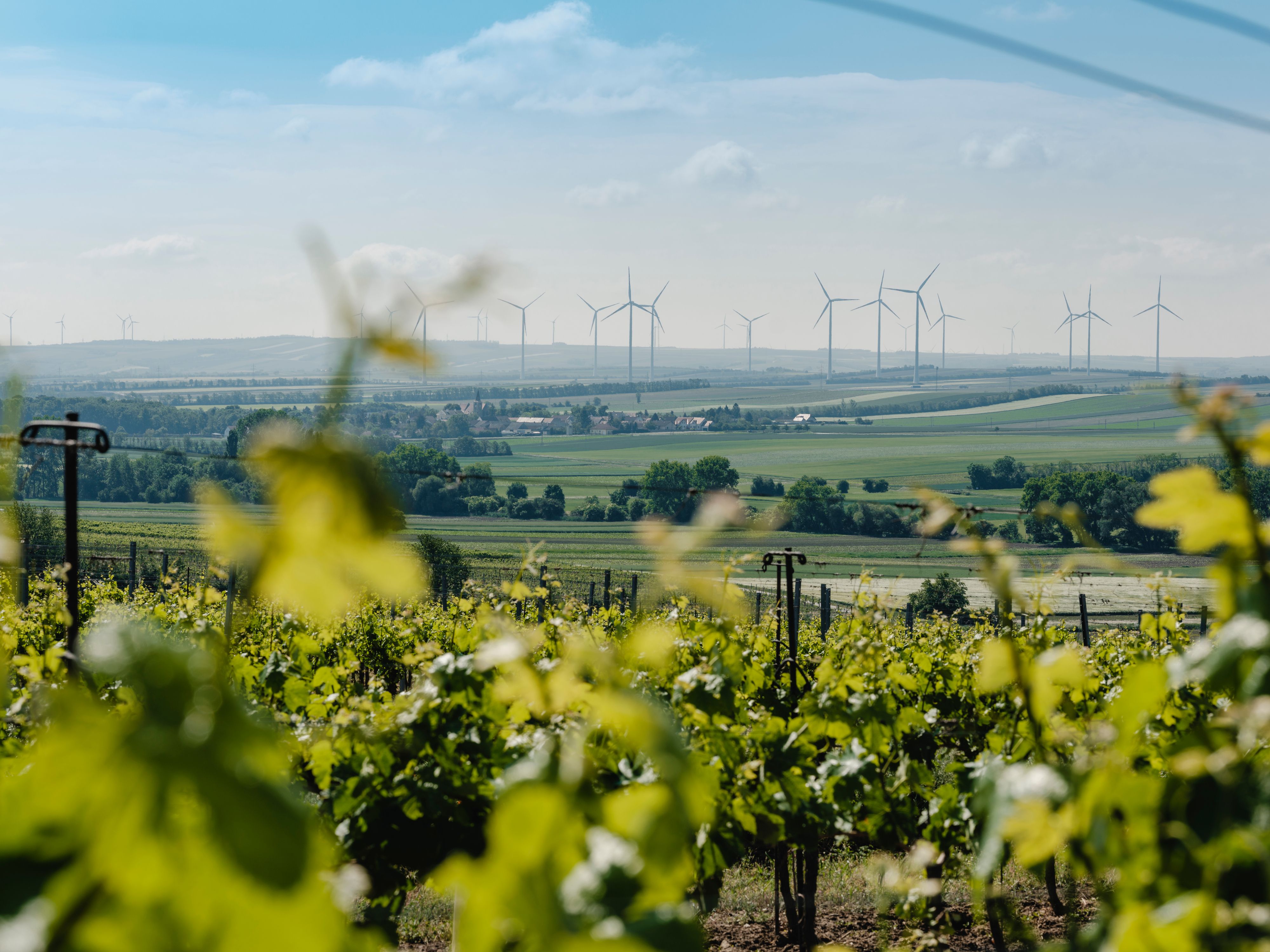 Weinberge im Vordergrund, Windräder im Hintergrund auf einer hügeligen Landschaft.
