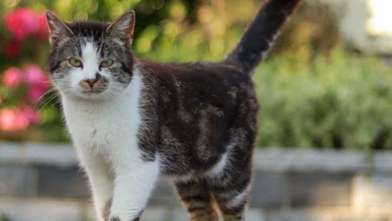 Eine getigerte Katze mit weißen Pfoten und Brust steht auf einem Weg im Freien.