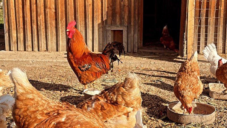 Unsere Bio H&uuml;hner, &copy; Familie Klein