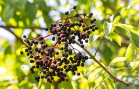 Biohof Schlangenreith, &copy; Theo Kust