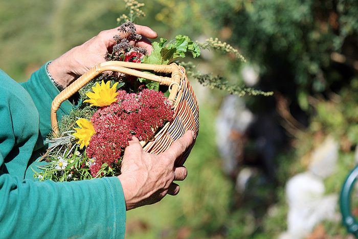 Person hält einen Korb mit bunten Blumen und Kräutern im Garten.