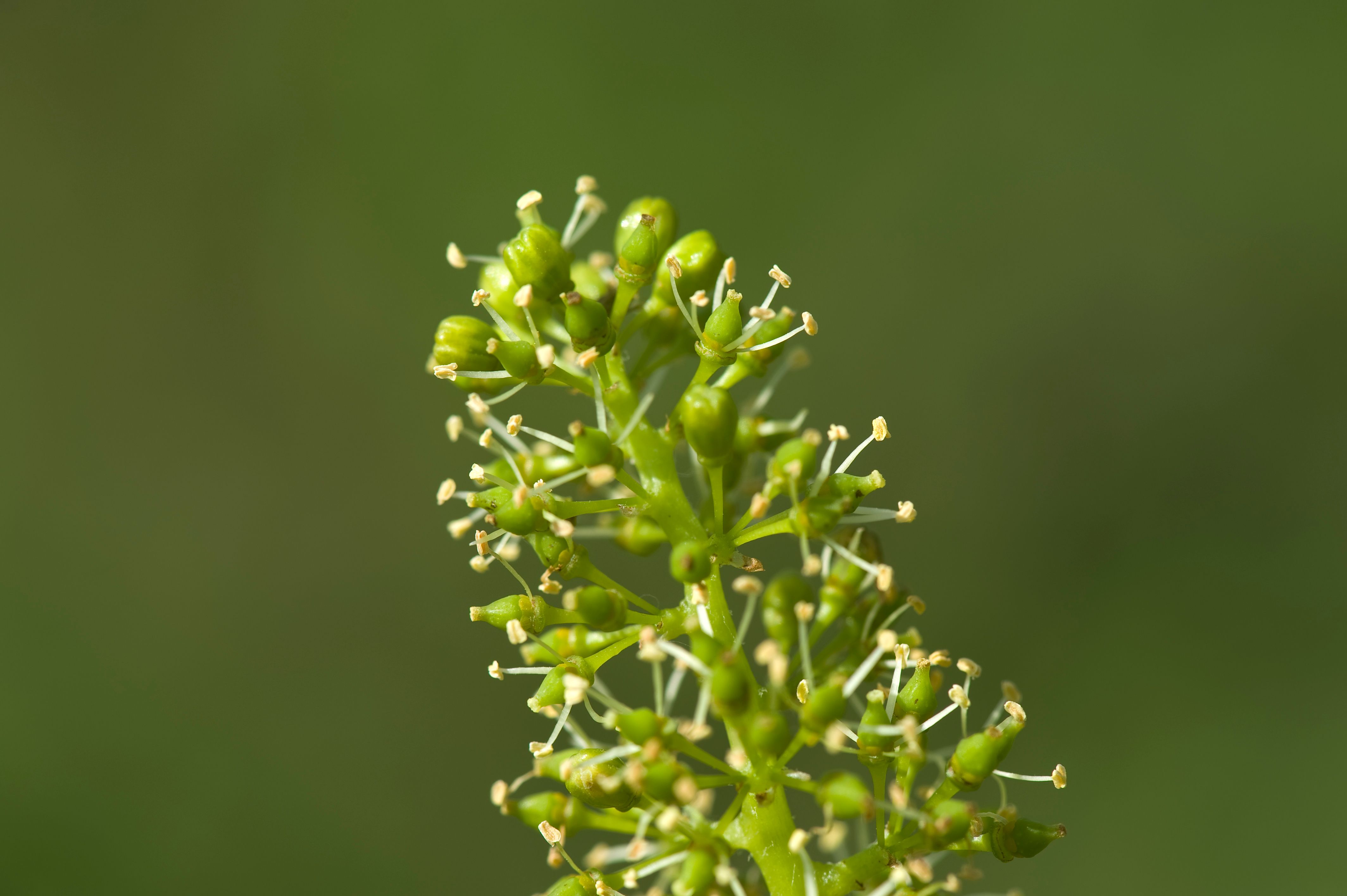 Nahaufnahme einer grünen Pflanzenblüte mit kleinen Knospen und Staubblättern vor unscharfem Hintergrund.
