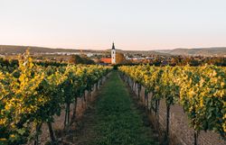 Weingarten in Langenlois im Kamptal zur Zeit des Weinherbstes, mit Rebreihen im Vordergrund und Blick auf den Ort und die Kirche in der Abendsonne.