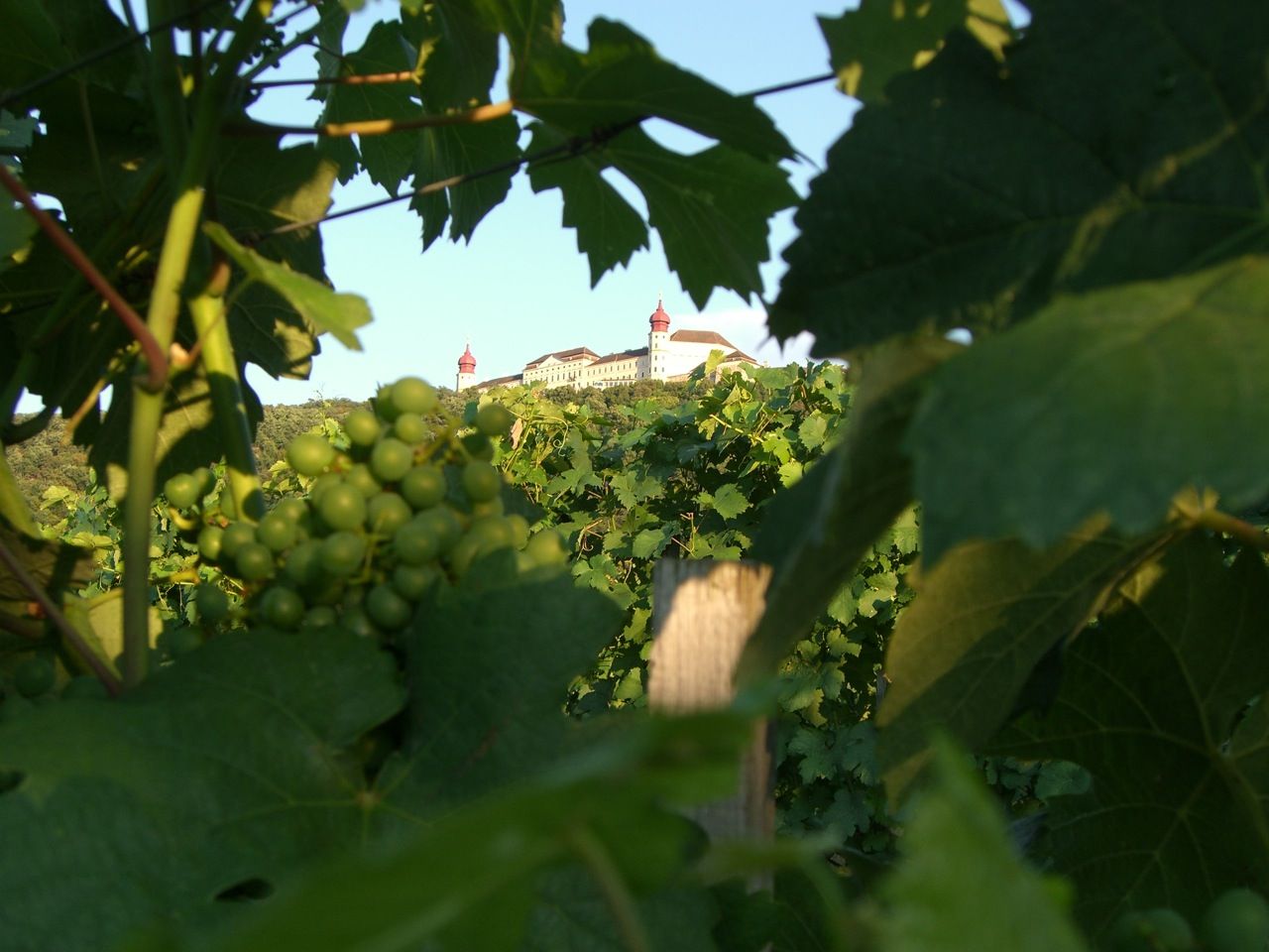 Weintrauben im Vordergrund, Schloss im Hintergrund.
