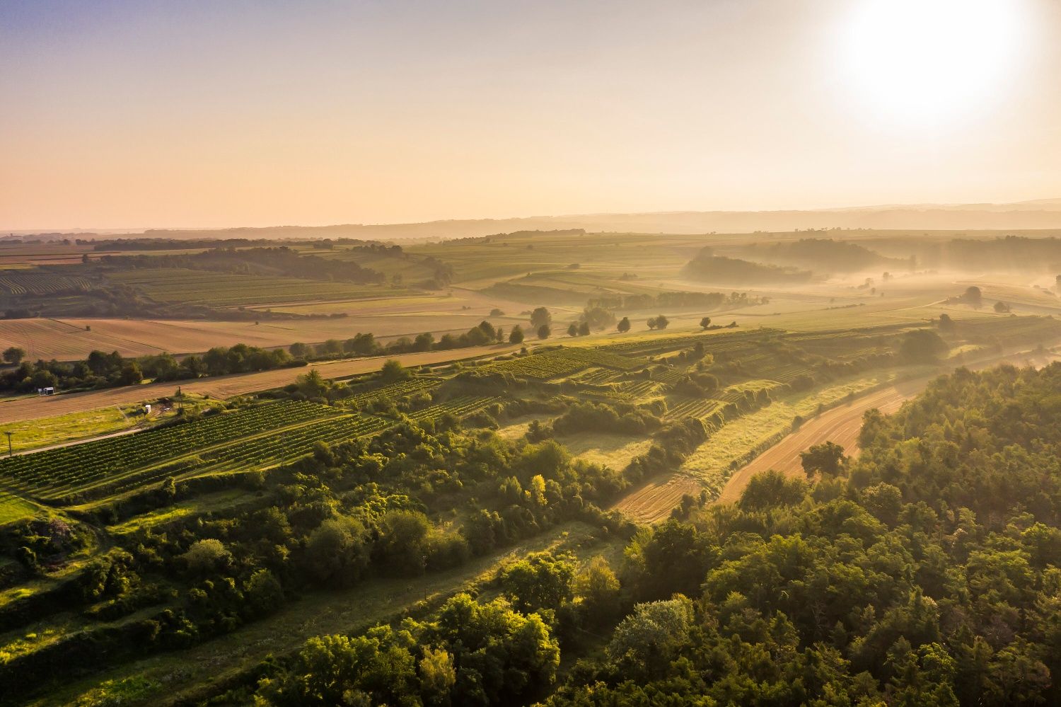 Landschaft mit Weingärten.