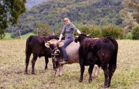 Rinder auf der Weide, &copy; Mara Hauck