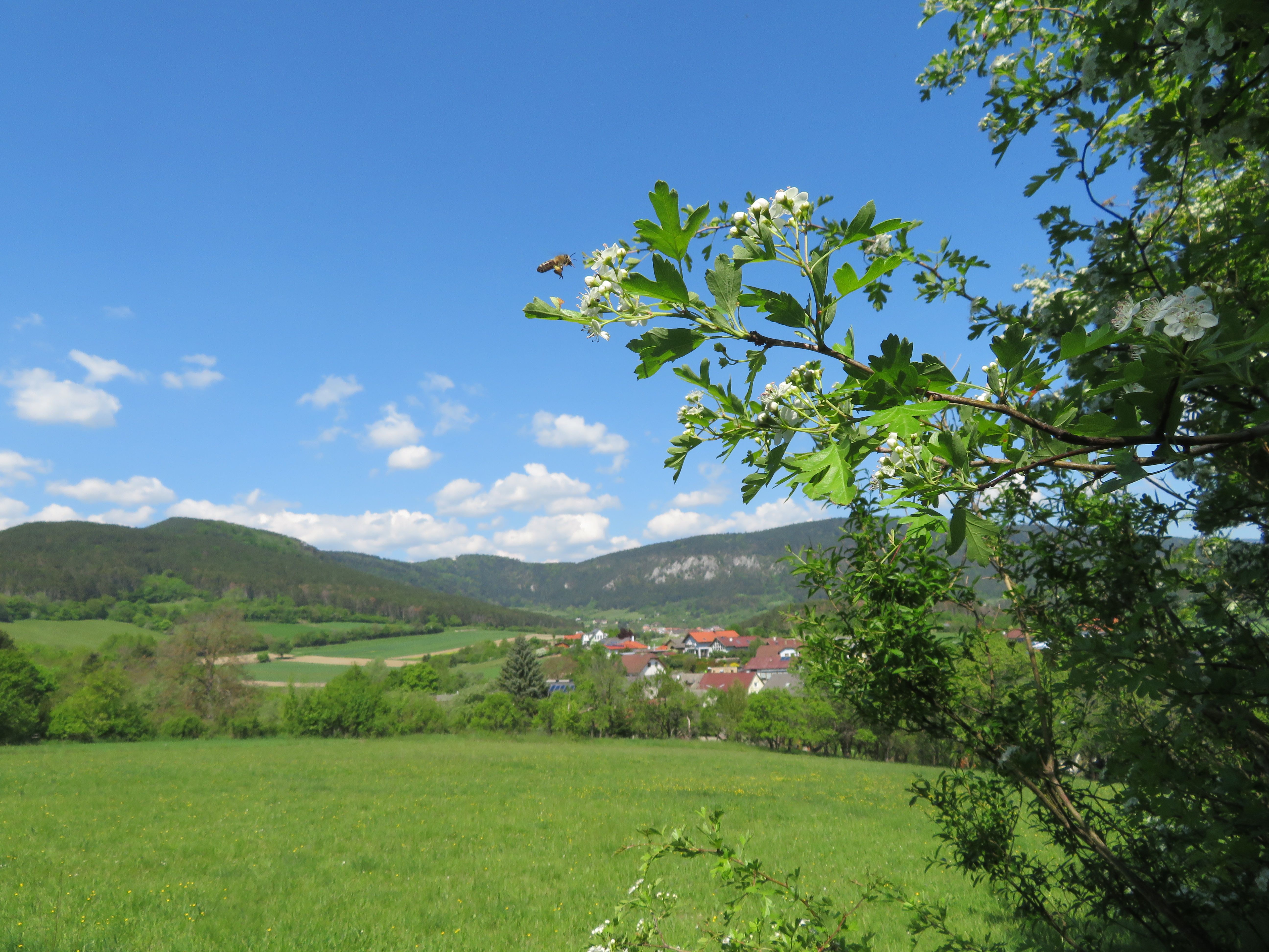 Eine Biene fliegt neben blühenden Zweigen in einer grünen Landschaft mit Hügeln und einem Dorf im Hintergrund.