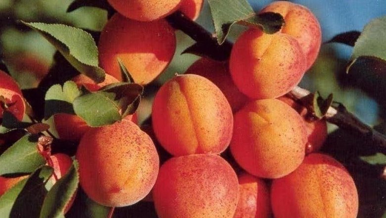 Kittseer Marillen, &copy; Marktgemeinde Kittsee